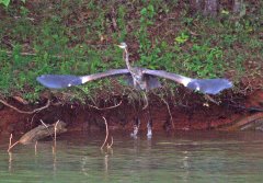 Smith Mountain Lake (September - Blue Heron); Photo Copyright 2006 Ted Pratt